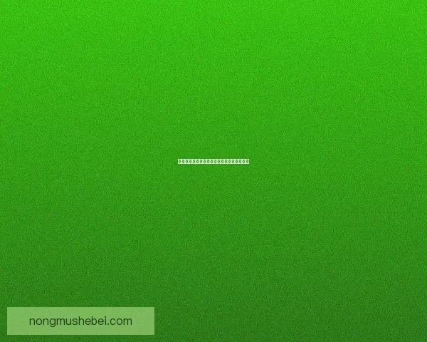 奇迹敏弓加点攻略及提升角色战力的全面解析